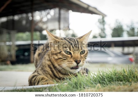 Bengal cat sitting on floor