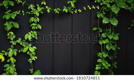 Green Vine, ivy, liana, climber or creeper plant growth on black wooden wall with copy space on center or middle. Beauty in nature and natural design. Leaves on wallpaper or painted wood background.
