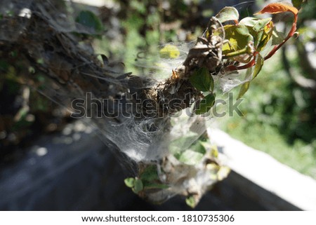 Leaf photography with spider webs on it.