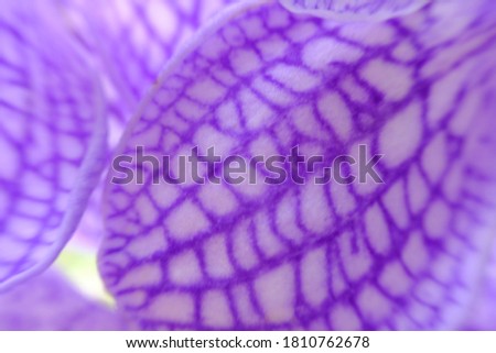 Blurry beautiful orchid flowers abstract background and macro flower 
