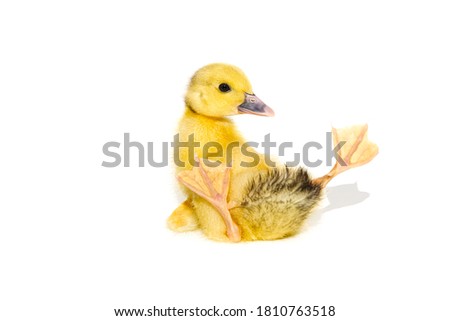 NewBorn little Cute yellow duckling isolated on white.