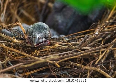 Baby crow is lying in the nest and hatching waiting for their mother for food. new born crow / corvus on crow nest top of the tree. Birds breeding at home, Baby bird on the hunt. Royalty-Free Stock Photo #1810763881