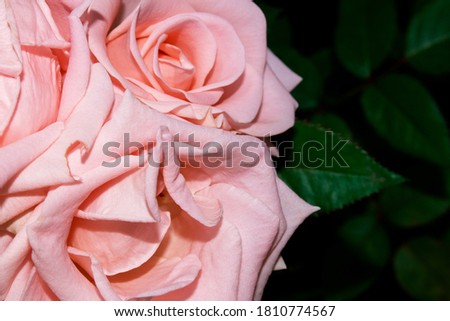 beautiful pink rose close-up and green leavs