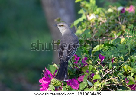 northern mocking bird sitting in a flowering plant with a green background 