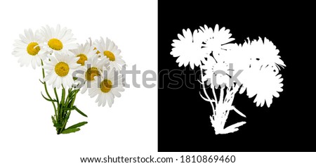 bouquet daisies white background, alpha mask