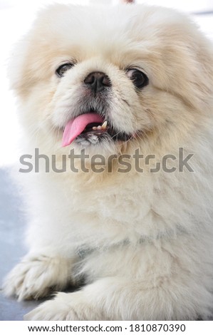 Pekingese dog lap dog white ancient breed pekin china