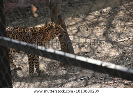 Cheetah Roaring In The Zoo