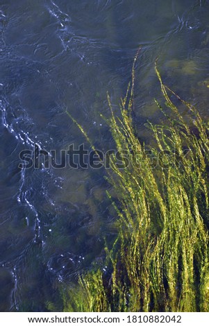 Algae at the bottom of the fast and clean Ural river. Natural background for graphic projects.