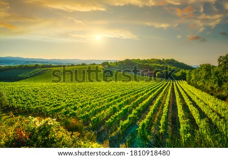 Vineyard at sunset. Sangiovese red Italian wine grape variety. Castellina in Chianti, Tuscany, Italy, Europe. Royalty-Free Stock Photo #1810918480