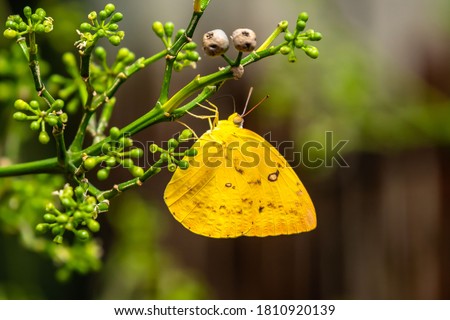 Close up of Eurema alitha - Scalloped Grass Yellow - butterfly