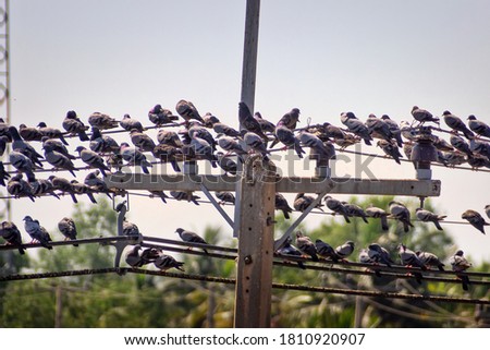 A huge number of Blue dove (Indian-Sri Lanka dove, Columba livia intermedia) perched on electrical wires and wires are sagging, Sri Lanka