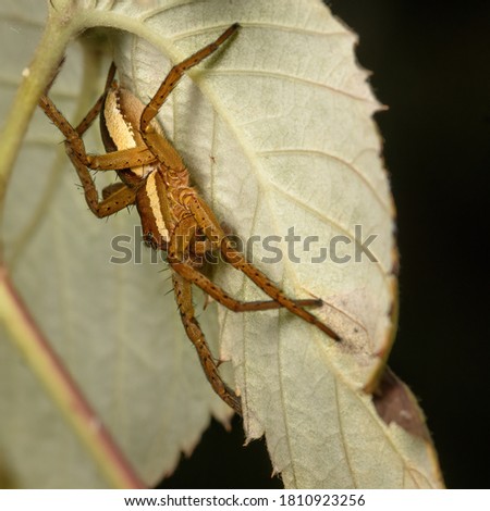 spider on a yellow leaf close up in the natural environment