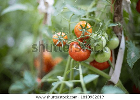 Bunch of ripe red tomatoes growing in greenhouse ready to pick
