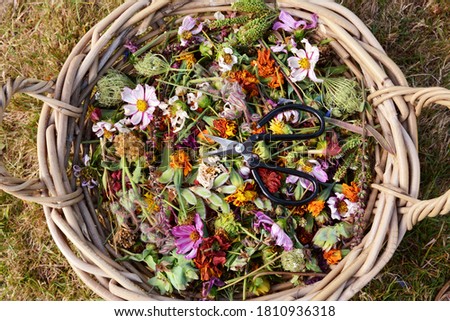 Woven basket full of deadheaded flowers and seedcases with gardener's scissors, from above Royalty-Free Stock Photo #1810936318