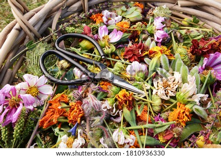 Retro florist scissors in a basket full of deadheaded flowers, colourful blooms and seed pods Royalty-Free Stock Photo #1810936330