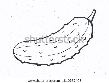 Cucumber or pickle with a stem. Healthy vegetarian food. Ingredient for vegetable salad. Vector illustration. Only outline Isolated on white background. Clip art for packaging, label, menu, signboard