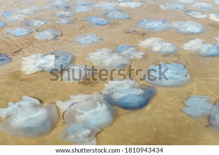 jellyfish on the shore of the Sea of Azov, on the beach on a summer day, close-up