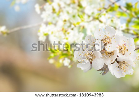 Beautiful and cute white cherry blossom flowers or sakura