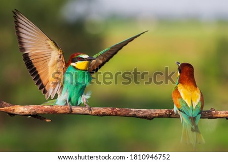 pair of bee-eaters on a branch beautiful birds