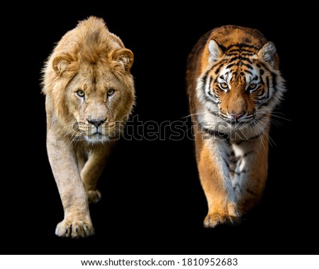 Beautiful close up detail portrait of big male lion and Siberian or Amur tiger on black background
