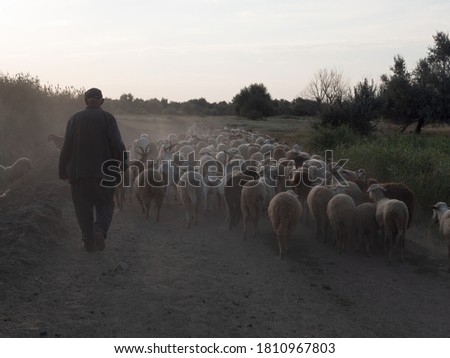rural shepherd drives sheep, goats and rams to pasture. Sunrise. Backlighting in dust and fog