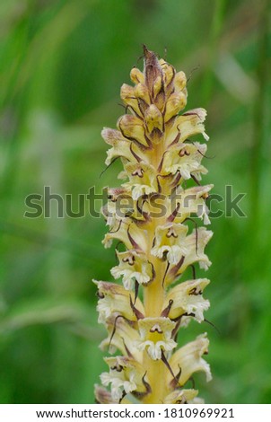 The thistle broomrape ( Orobanche reticulata ) is a parasitic plant whose host is normally the creeping thistle.