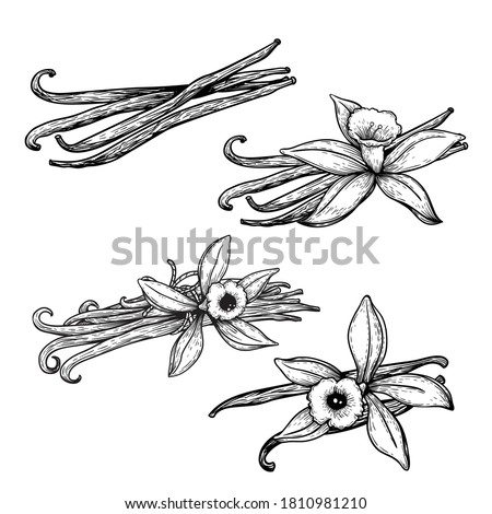 Vanilla flowers and beans set. Hand drawn sketch style vanilla aroma pods. Culinary and aroma needs drawings. Vector illustrations isolated on white background. Royalty-Free Stock Photo #1810981210