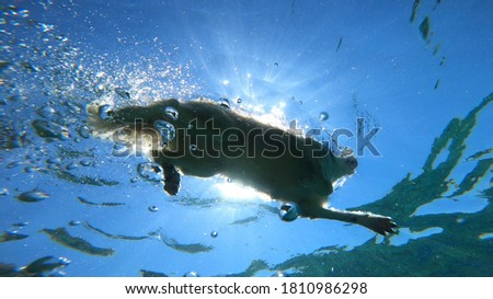 under water photo of a dog swimming