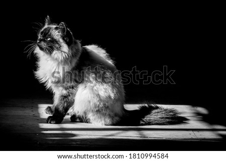 Beautiful adult male Himalayan cat to black and white, stock photo of cats