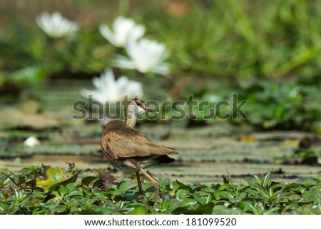A young African Jacana (Actophilornis africanus) looking back over its shoulder