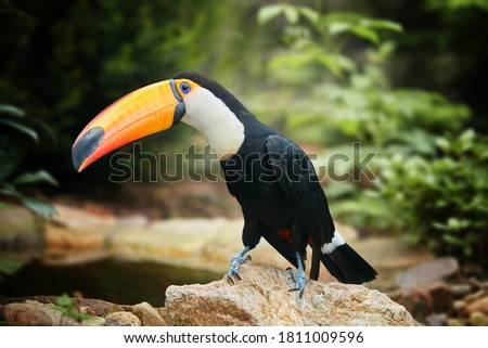 Toco toucan, Ramphastos toco, giant black and white toucan with huge, yellow-orange bill, sitting on the rocky ground against blurred dark green jungle background. 
