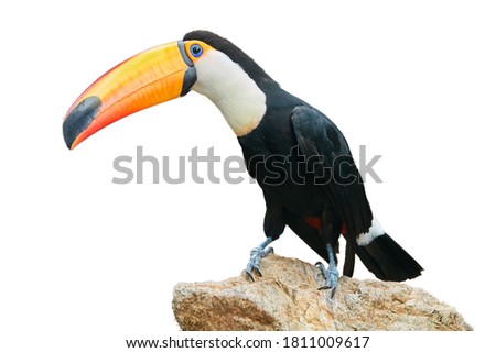 Isolated on white background,  Toco toucan, Ramphastos toco, giant black and white toucan with huge, yellow-orange bill.