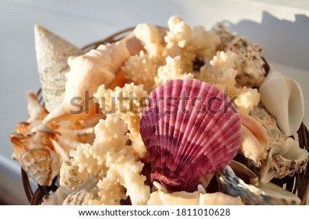 Set of seashells and corals. Gifts of the sea. Macro photo.
