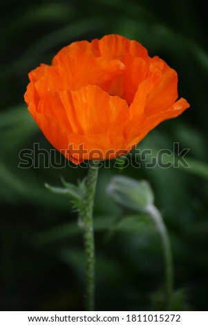 Close-up of a scarlet poppy flower and a dark defocused background.