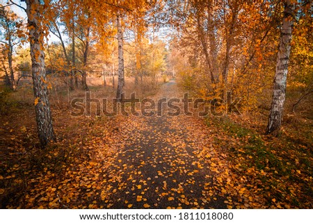 Autumn forest. A path covered with autumn fallen leaves in the park.