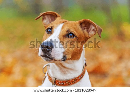 Close-up portrait of a Jack Russell Terrier.Terrier on the background of autumn leaves