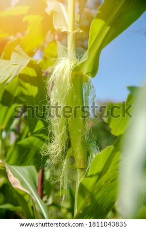 Selective focus picture of sweetcorn cob in organic corn field.