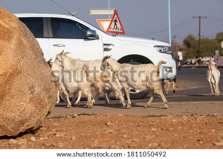 few goats walking on the road at an intersection in Gaborone, Botswana