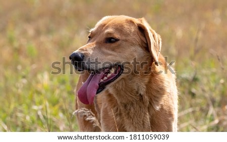 A close up shot of a brown hound dog hunting on a meadow blurred background. Dog looking curiously in the distance.