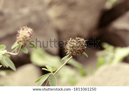 Seed capsule of weed or dry grass on a long green stem. Natural stones are at smooth bokeh background.