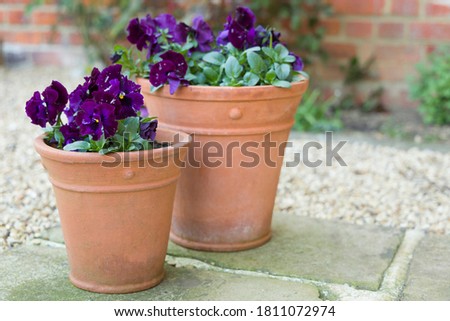 Pansy flowers, purple pansies, winter to spring flowering Pansy Ruffles plants in garden pots on a patio, UK