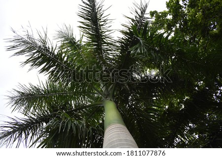 Gigantic  palm tree. Close up picture.