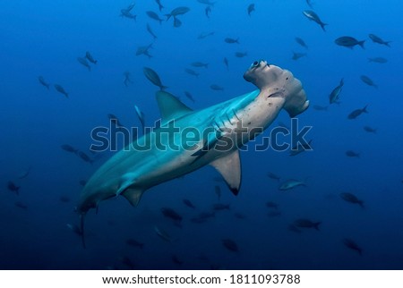 Hammerhead (Sphryna lewinii) in the blue Royalty-Free Stock Photo #1811093788