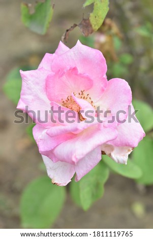 Single natural blooming rose picture. Close up picture.