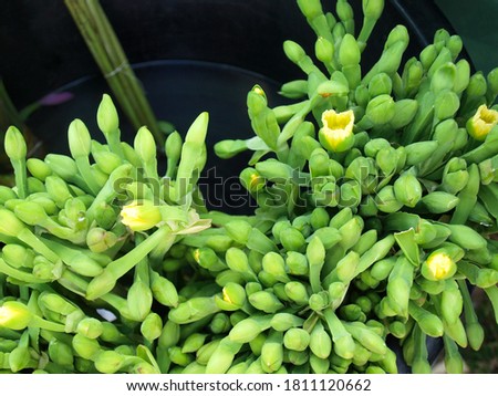 Limnocharis flava Buch. A bouquet of green and yellow flower stalks of edible aquatic plants in a local Thai market. Focus close and choose the subject.
