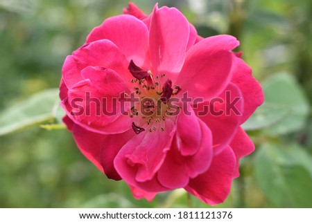 Single natural blooming red color rose picture. Close up picture.