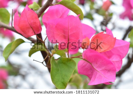 Bougainvillea red color flower. Close up picture.