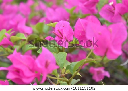 Bougainvillea red color flower. Close up picture.