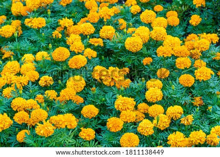 Flowerbed, field of orange flowers in the park background