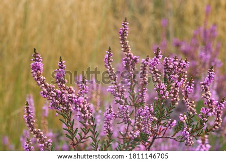 Close up photo from purple heather, made on 2 september 20202 in Weert the Netherlands